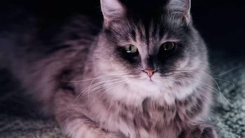 Portrait of an adorable cat on an isolated black background. Sitting and looking cutely at the camer