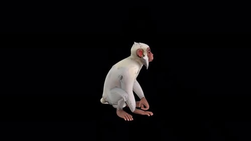 Animated White Monkey Sitting and Looking Around
