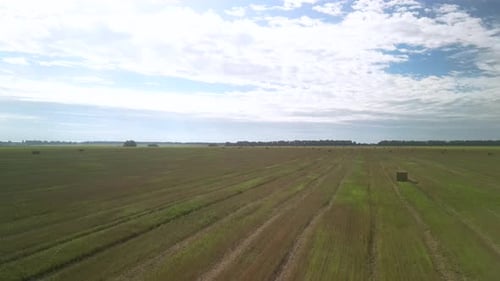 Yellow field with harvested wheat and hay bales. Aerial view of the field with square bales