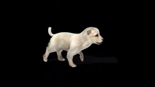 cute Puppy Walk Idle