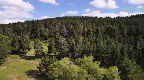 Aerial View of Green Forest Landscape