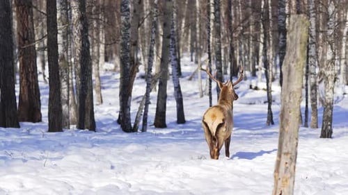 Deer Standing in a Snowy Forest in Winter