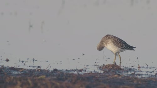 Wood sandpiper