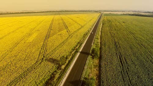 Aerial View of a Car Driving Through Vast Sunflower Fields at Sunset