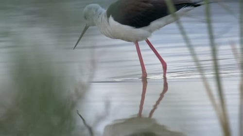 Black einged stilt in pool