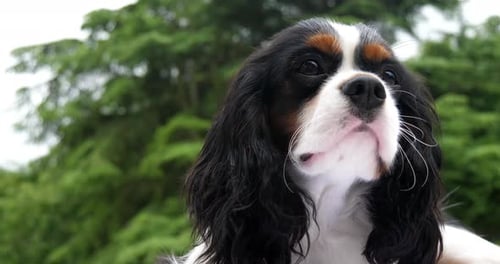 Cavalier King Charles Spaniel, Portrait of Male, France, Real Time 4K