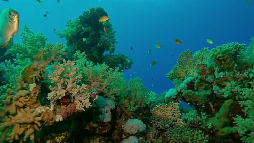 Marine life on coral reef in evening lightat sunset, Slow motion