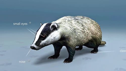 3D Animated Badger Model with Anatomical Labels