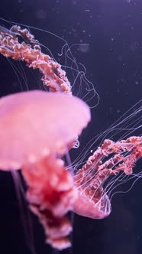 Elegant Pink Jellyfish Floating in Dark Water