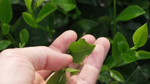 Assam tea leaf plants Camellia sinensis nature agriculture Long Coc hills Vietnam