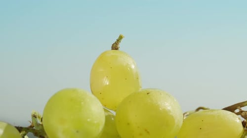 A bunch of green grapes on a blue sky background, one of them rotates from above. Close-up