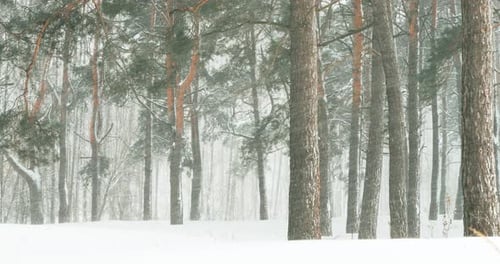 Schöner verschneiter Wald im Winter Frostiger Tag mit Schneedecke