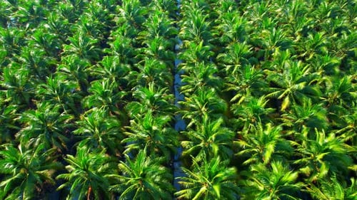 Aerial view over the large coconut and palm oil plantation