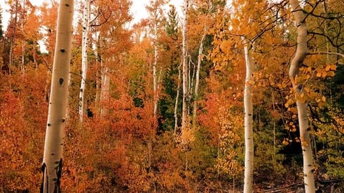 Paysage d'automne HD avec atmosphère calme