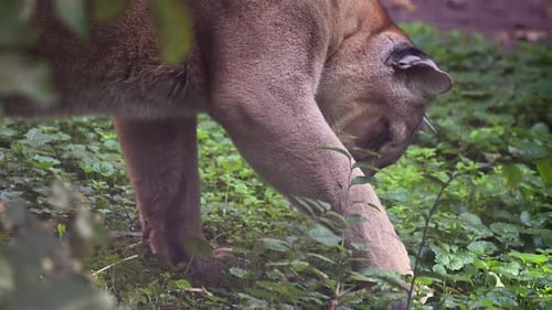 Beautiful Canadian Cougar Puma Concolor Hunting in Wildlife at Canada Forest in Morning Sun Rays