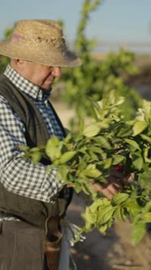 Old Farmer Removing Branches From the Tree Golden Hour Shot