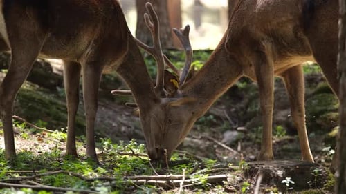Deers Grazing Together In Forest Farm 2