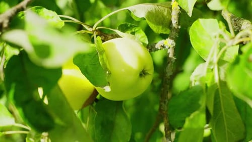 Vídeo de fondo de primer plano de manzanas que crecen en un árbol en el jardín