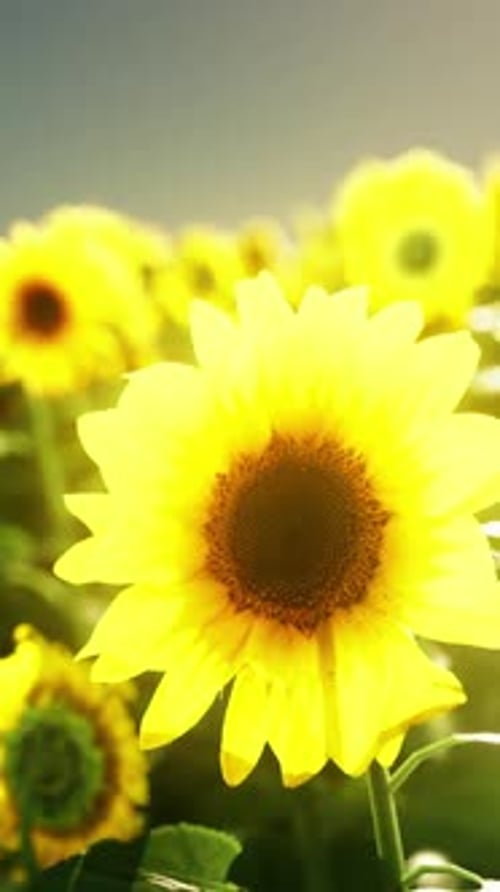 A Vibrant Field of Sunflowers Stretching Towards the Sky