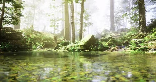 Tranquil Forest Landscape with Serene Water Reflection in Bright Sunlight