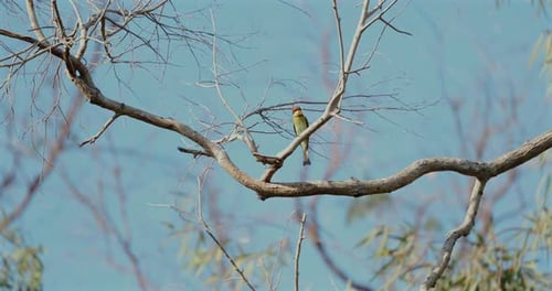 Vogel thront auf nacktem Ast vor klarem blauem Himmel