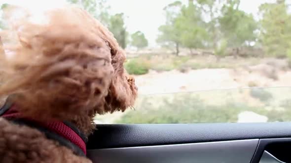 Side view of Cockapoo dog looking out through car window during road ...