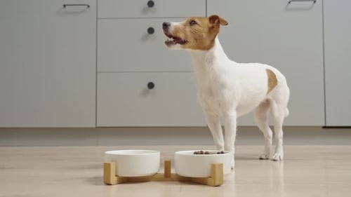 Jack Russell Dog Barks Waiting for its Food