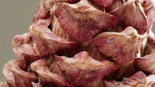 Pine Cone Close Up Macro Forest Wood Nature Background