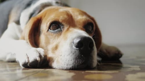 Cute Beagle Dog Puppy Sleeping on the Bed Adorable Pet Relaxing at Home Close Up Pet Goods Supplies