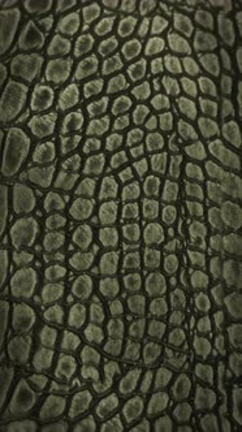 texture de peau de serpent, gros plan, arrière-plan, vidéo verticale