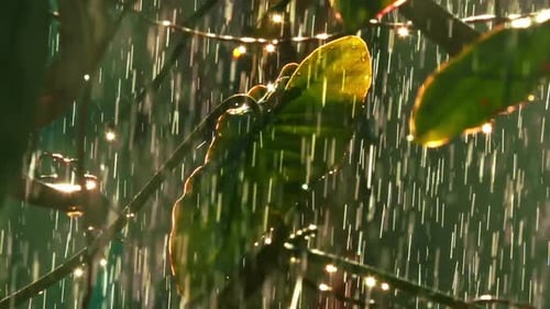 Starkregen kommt in den Dschungel des Amazonas-Regenwaldes - Sonnenschein in Zeitlupe, funkelt von Tröpfchen von WA