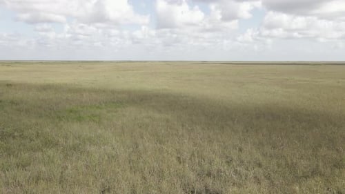 A grama pantanosa da savana dos Everglades da Flórida se estende até um horizonte distante