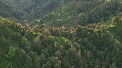 Aerial scenery of tropical mountain vegetation. Forest and greenery landscape on mountainside.