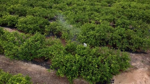 Man spraying pesticides, pesticide, insecticides on fruit lemon growing plantation drone aerial view