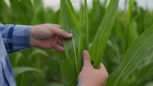 Crop Unrecognizable Farmer Touching Corn Plant Leaves in Countryside
