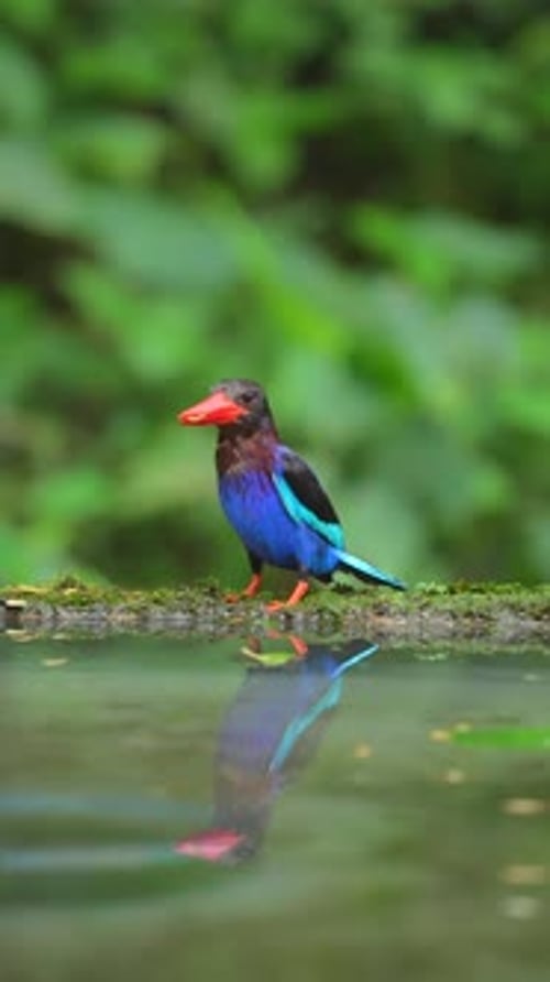 un martin-pêcheur de Java est debout en train de manger des chenilles au bord de la piscine avec son reflet