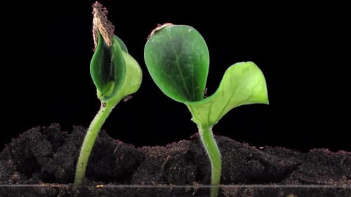 Time lapse of germinating pumpkin seeds with ALPHA channel