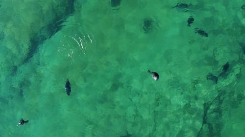 Drone View of Seals Colony Swimming in Clear Water on Baikal Lake