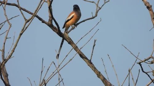 Rufous Treepie Bird Perched in Bare Tree Branches