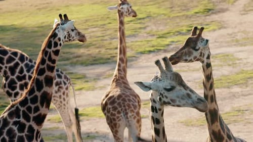 Group of Giraffes Standing Together on Open Savanna Terrain with Long Patterned Necks and Natural