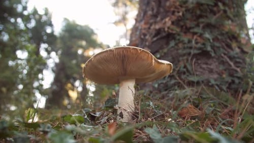 White Mushroom in the Forest Against the Background of Green Vegetation