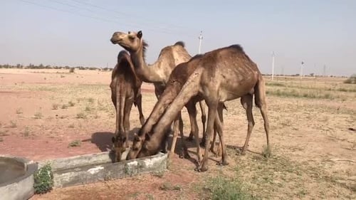 Eau potable pour chameaux