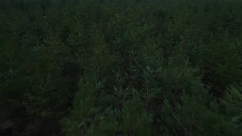 Nighttime Aerial View of a Dense Forest with Lush Green Foliage