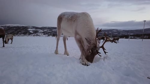 Herd of reindeers looking for food in snow, Tromso region, Northern Norway