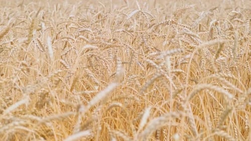 Des épis de blé dorés remplis de grains se balancent au gré du vent sur le champ agricole