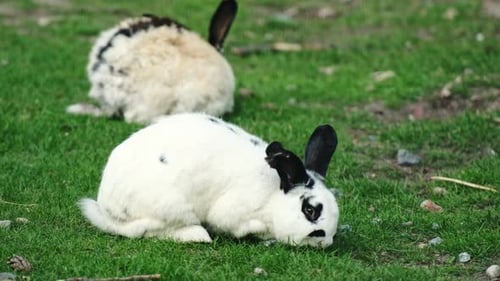 White Rabbits on the Farm