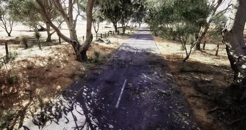 Deserted Road Surrounded By Trees on a Sunny Day in the Countryside