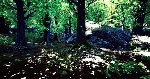 Lush Forest Setting with Sunlight Filtering Through Vibrant Green Leaves