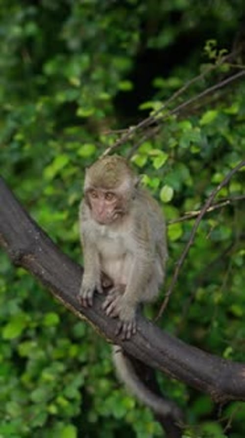 Jeune singe perché sur une branche d'arbre dans une forêt verdoyante observant attentivement son environnement