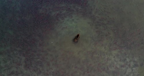 Brown Bear surrounded by thousands of Salmon fish in Kamchatka, Aerial view